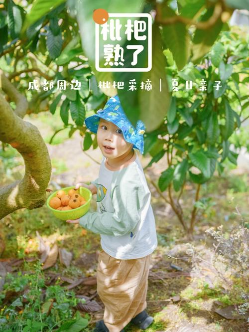 梦见枇杷预示什么