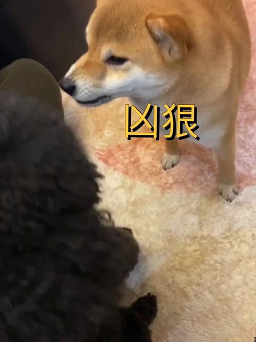 属相狗的择偶标准