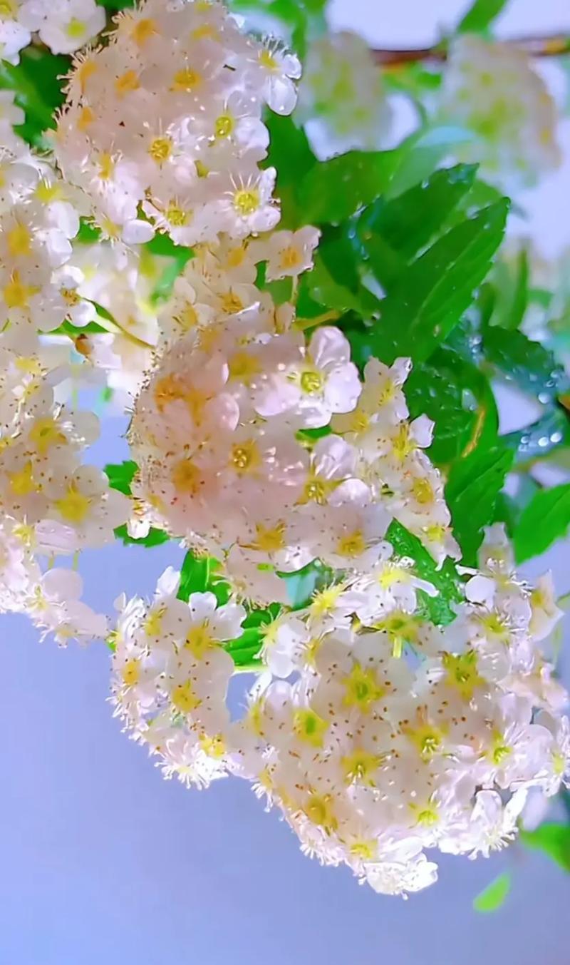 什么花的花语是自信,代表自信的花