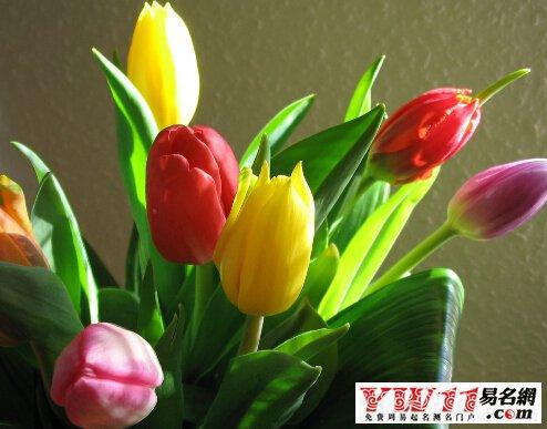 孕妇梦见很漂亮的花