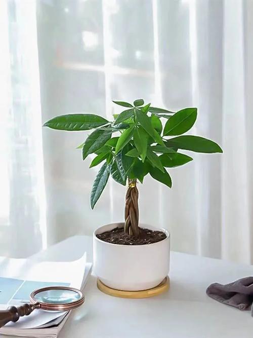 办公室养绿植风水