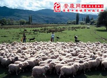 梦见一群山羊是什么意思