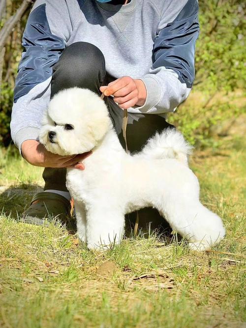 狗爸爸和鸡妈妈生什么宝宝好