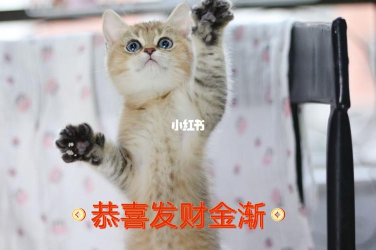 宠物猫带有财运的名字让你日进斗金