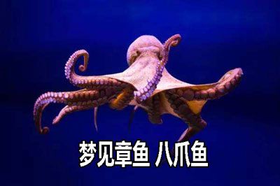 梦见章鱼,八爪鱼