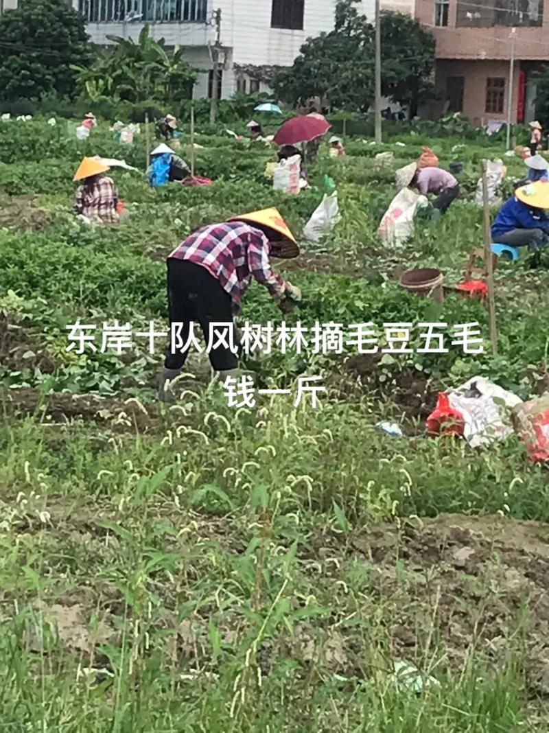 孕妇梦见摘毛豆