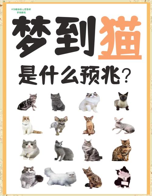 梦见自己跟猫在对话
