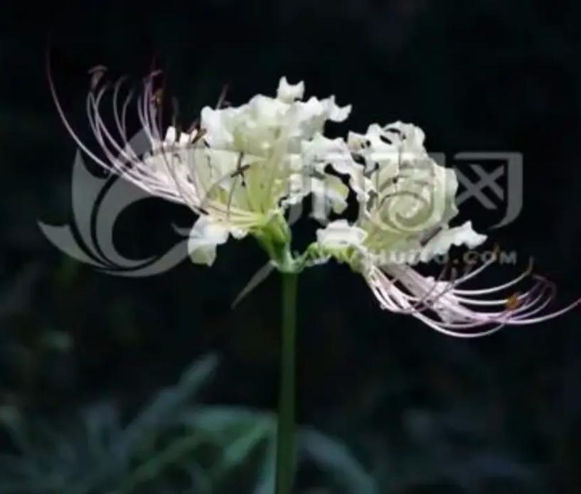 曼陀罗花语是什么意思