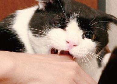 梦见猫咬我的嘴巴