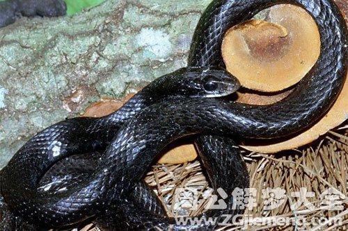 孕妇梦到黑蛇缠身