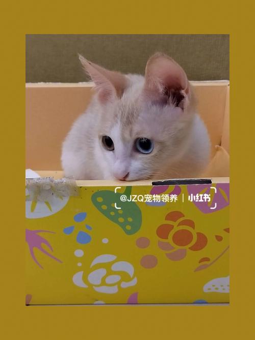 宠物猫取名字大全爱黏人会撒娇