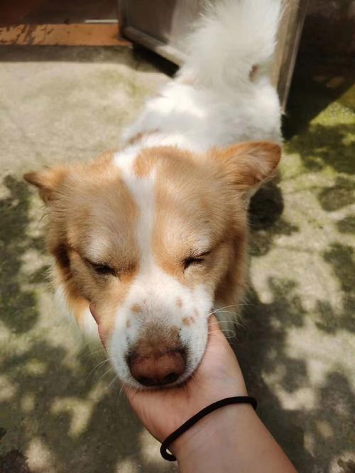梦见狗怕我