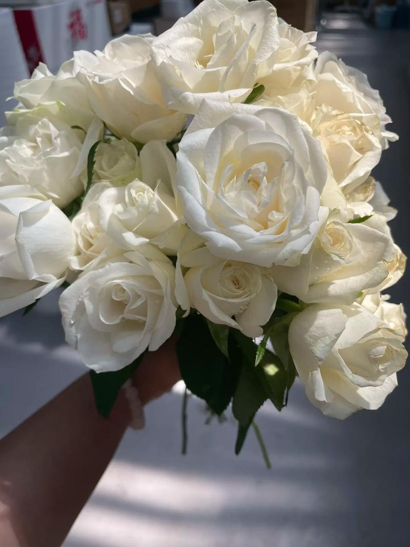 白玫瑰花语:9朵白玫瑰代表什么意思?