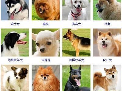 怎样取狗狗的名字