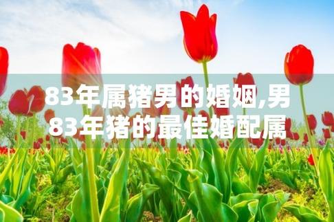 男猪女猪婚姻怎么样?辰时出生的属猪人命运?