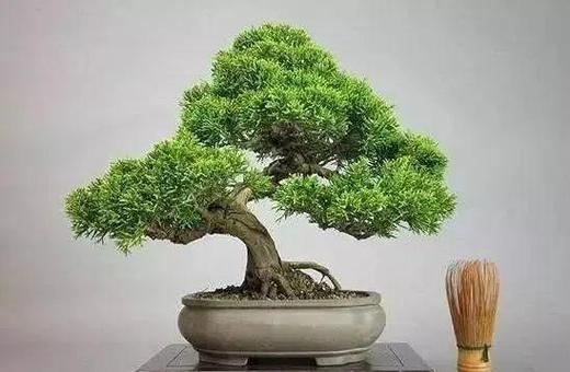 五行缺土养什么植物