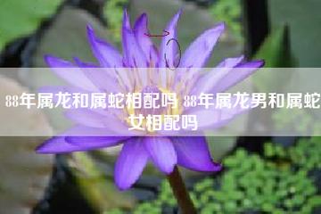 男蛇女龙婚配好吗