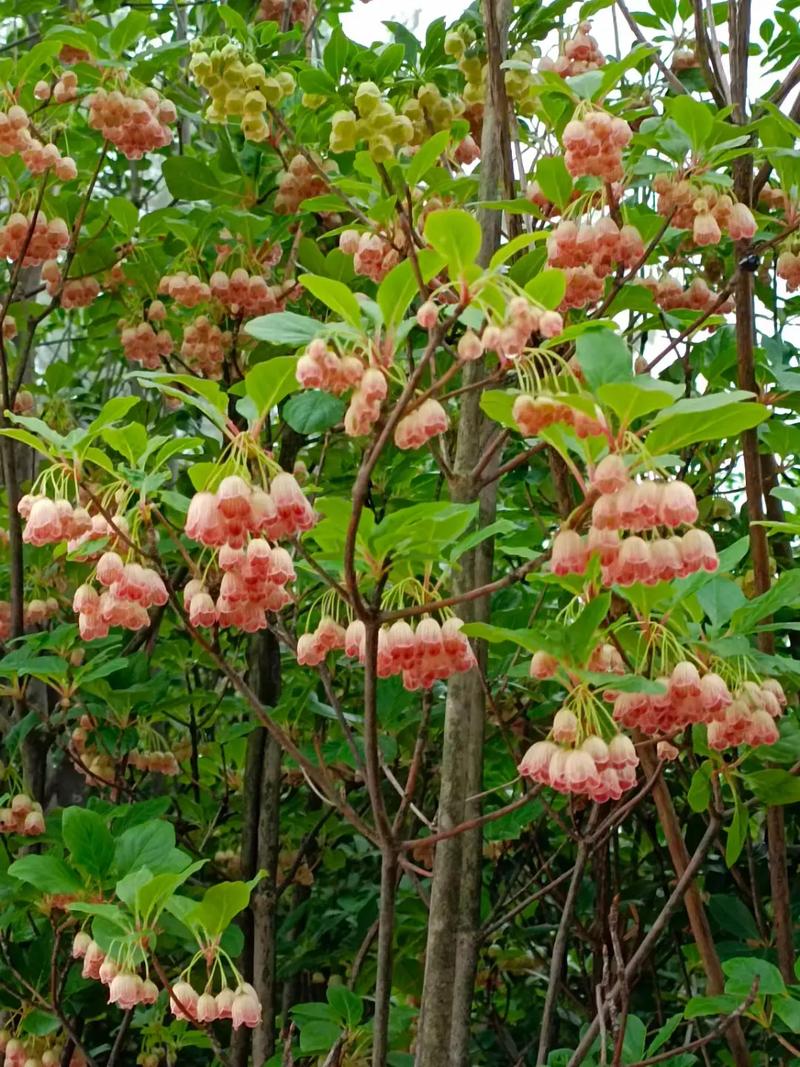 吊钟花花语:隐藏的美
