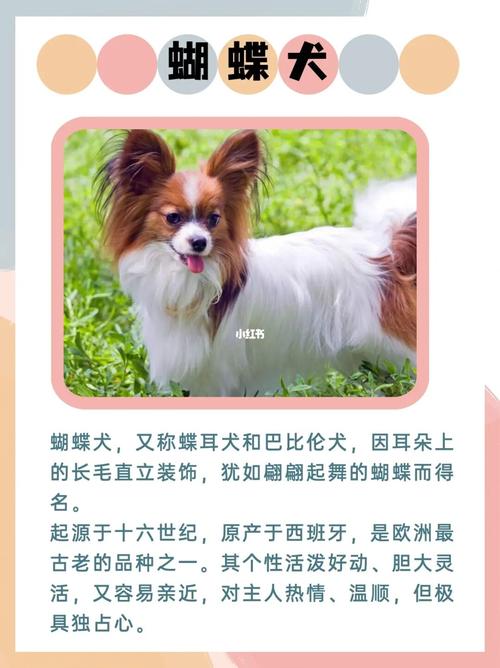 淘气调皮的宠物狗的搞笑名字大全