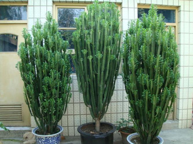 住宅必备 十大镇宅辟邪的植物