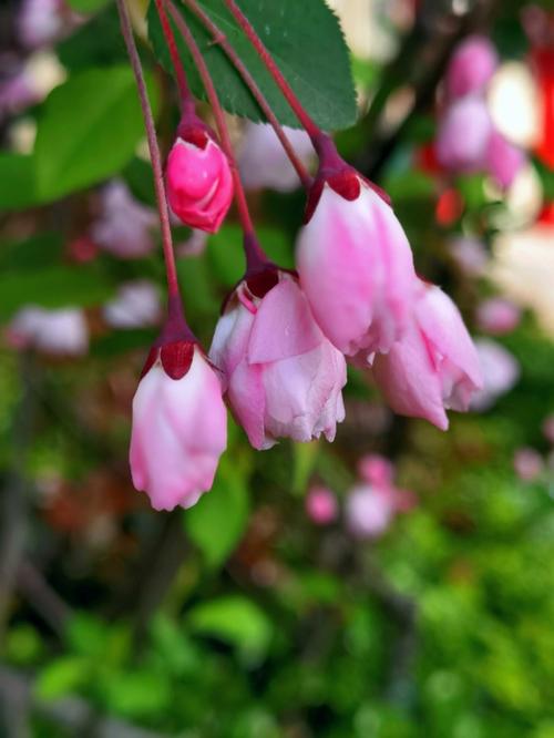 梦见树上开满花