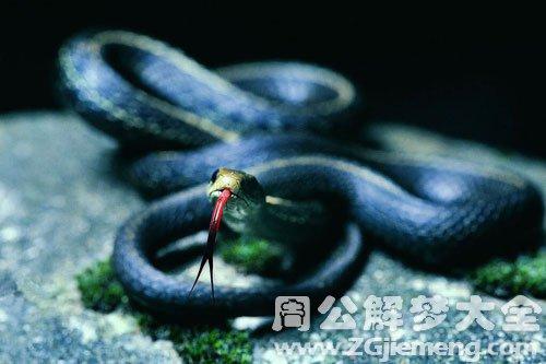 梦见把蛇踩死了