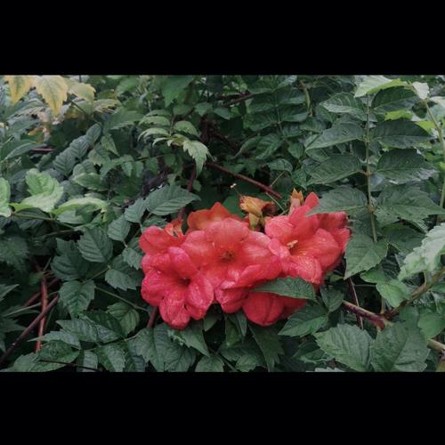 凌霄花花语:敬佩和声誉、慈母之爱
