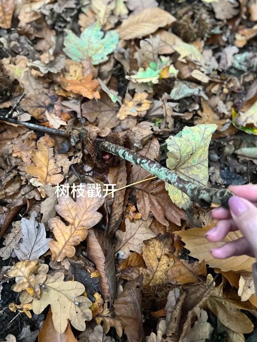 梦见板栗树下捡板栗什么预兆