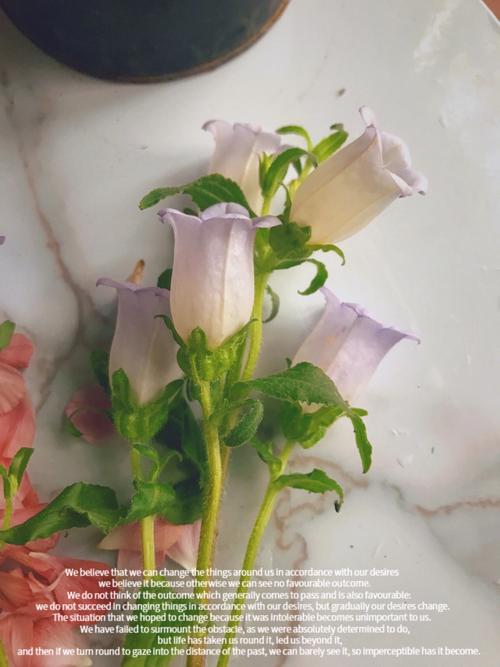 4月23日花语:风铃草,生日花语嫉妒