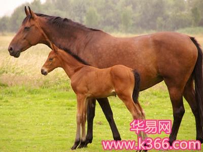 孕妇梦见棕色的马什么意思