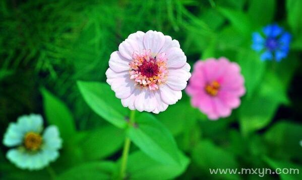 梦见一大片花