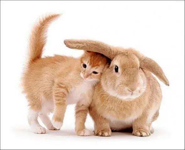 梦见兔子和猫 梦见兔子和猫打架