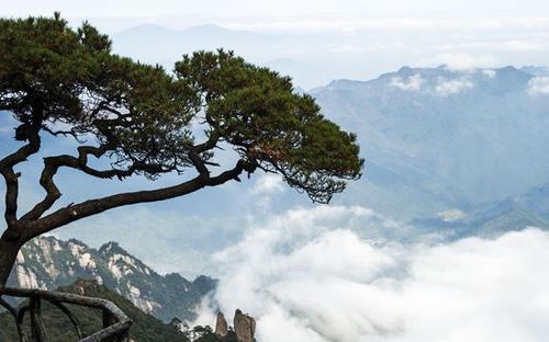 松柏木命爱情里最忌讳的是什么