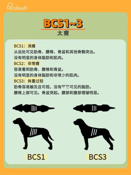盆骨宽对照表