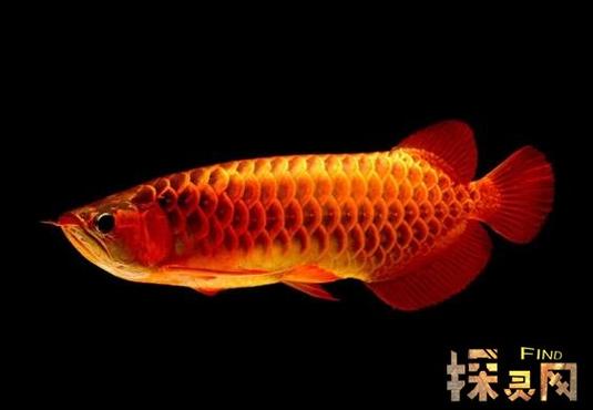招财风水鱼有哪些?辟邪催财靠它们