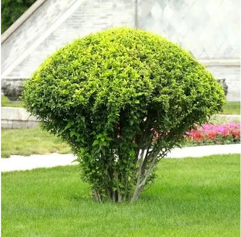 梦见灌木丛周公解梦,梦见灌木丛是什么意思?
