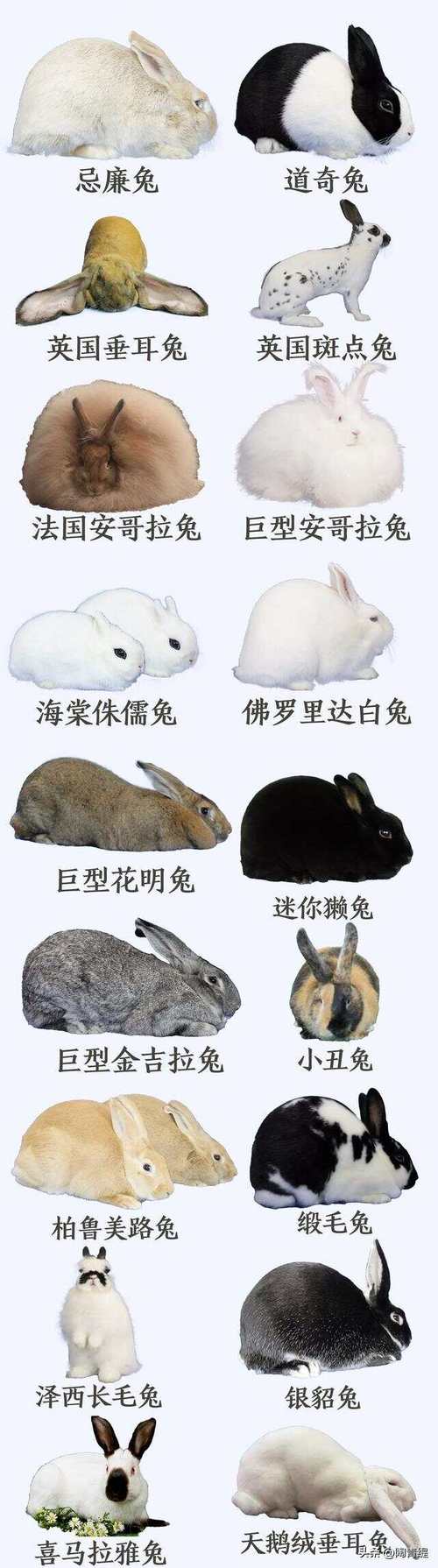 2021年十月兔男运势解析大全最详细版本