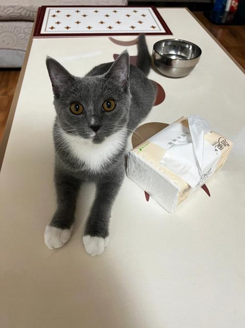 梦见灰猫
