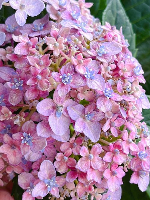 梦见绣球花周公解梦,梦见绣球花是什么意思?