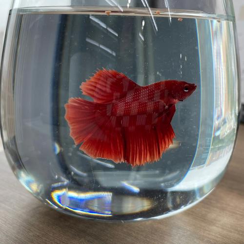 家里养斗鱼影响风水吗