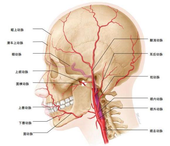 面部血管显现的相学解释