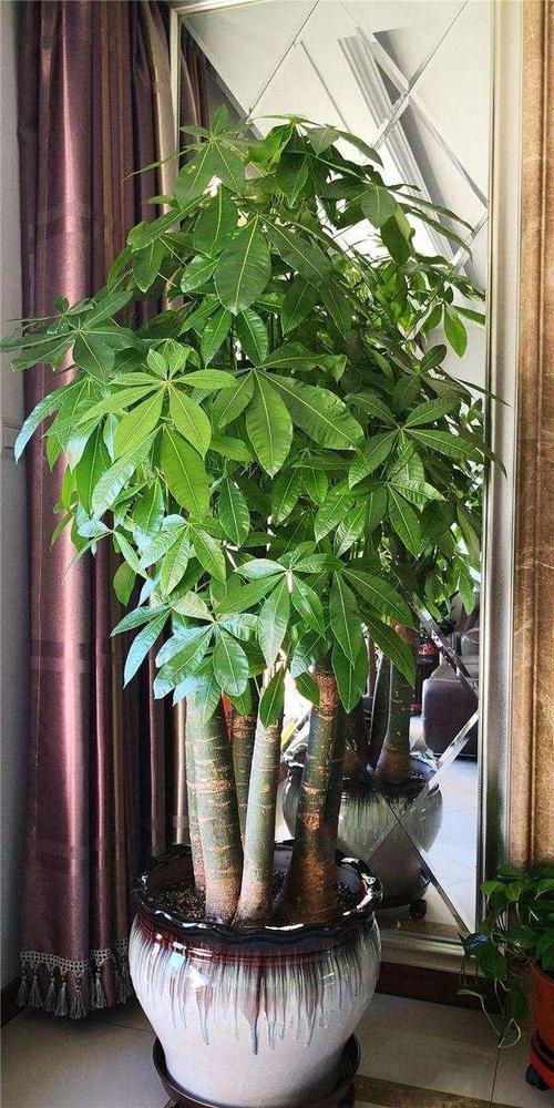 揭秘家里养什么植物好风水好