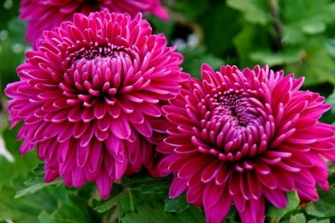 孕妇梦见菊花