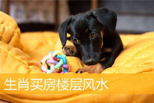生肖属兔的人住房的幸运楼层
