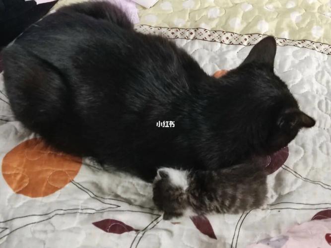梦见捡的猫死了