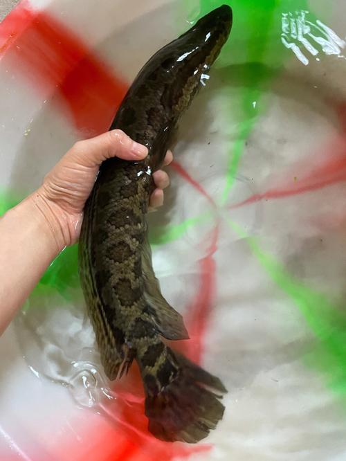 梦见抓黑鱼 捉黑鱼