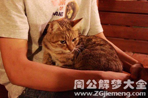 梦见猫爬到自己床上来