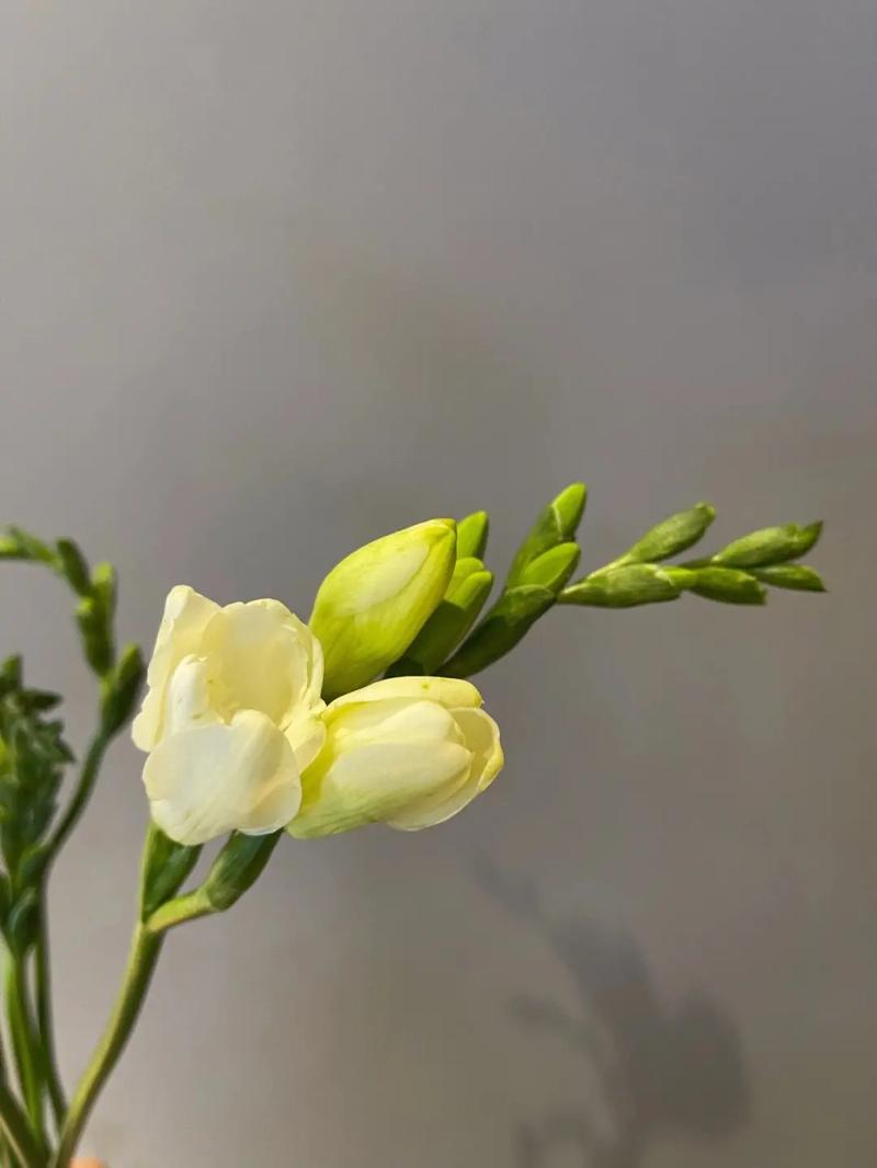 植物花语_香雪兰的养殖方法和注意事项