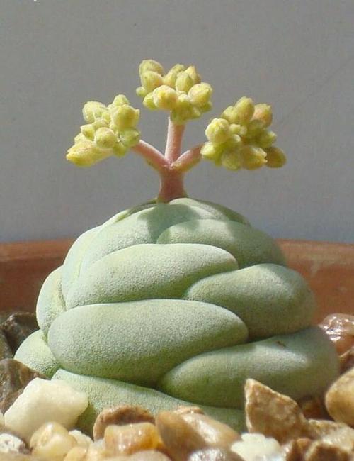 精巧独特的多肉