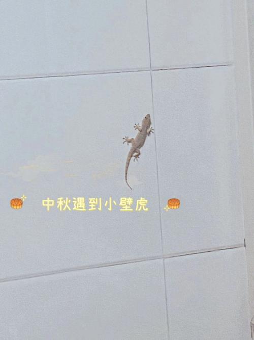 梦见壁虎是好兆头吗